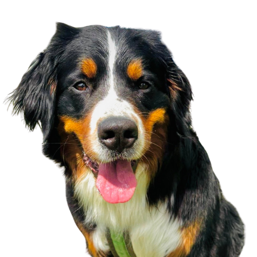 Porträt von Therapiehund Mascha Hörgeräte Thiele Moritzburg